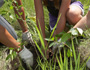 photo of Canadian post-secondary students planting trees