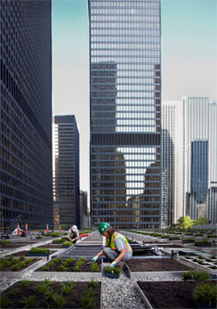 TD’s living roof