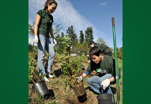 TD employees planting trees