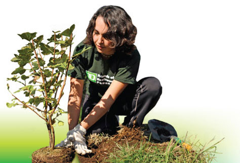 TD Employee planting a tree