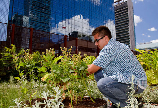 A man planting in an urban garden